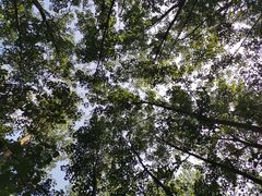 -合肥滨湖国家森林公园