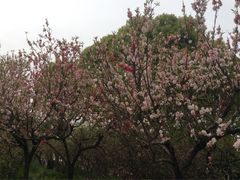 -南汇桃花村