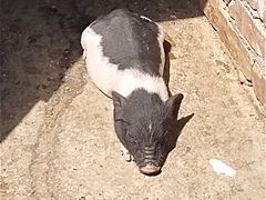 -北京鹿世界主题园