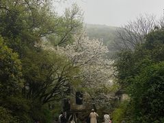 -惠山国家森林公园