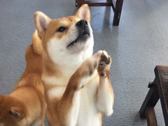 -柴源莊·柴小宠柴犬咖啡