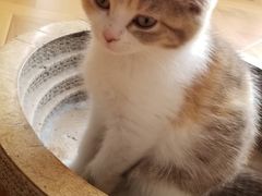 -MOYOYO猫咪咖啡店
