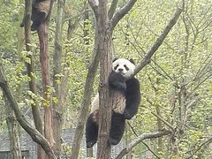 -都江堰中华大熊猫苑