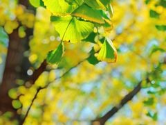 -三里屯东五街银杏大道