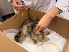 -宠爱国际动物医院·消化内科·心肾内科·ISFM猫友好(望京店)