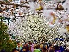 -武汉大学-樱园