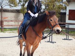 -松声马术俱乐部