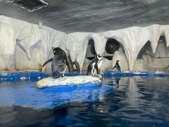 -太平洋海底世界