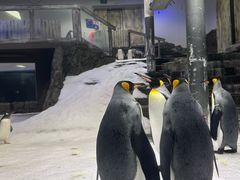 -悉尼海洋生物水族馆