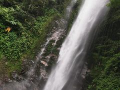 -莫里热带雨林景区