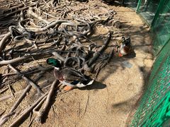 -三亚海棠湾万丽度假酒店