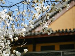 -龙华寺
