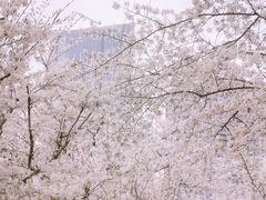 -西北湖绿化广场