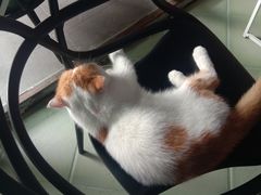 -喵屿·大理花园猫咖
