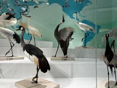 -盐城丹顶鹤湿地生态旅游区