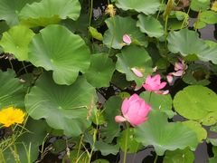 -祥源·阜阳生态乐园