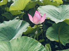 -莲花池公园