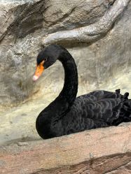 -Zoolung Zoolung动物主题公园(海信广场店)