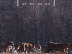 -横道河子东北虎林园