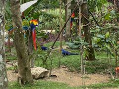 -新加坡飞禽公园