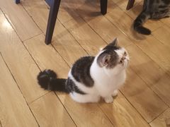 -Cappucimeow猫咪咖啡馆(韦伯时代店)