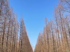 -黄海国家森林公园