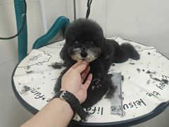 -悠尼宠物·独立低压伊珊娜洗护·美容·寄养(兰谷路店)