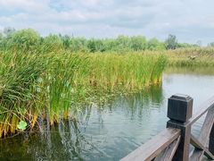 -溱湖国家湿地公园