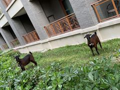 -成都安仁福朋喜来登酒店