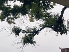 -湖畔居茶楼(湖滨店)