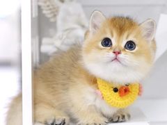 -欣宠猫屋·矮脚拿破仑·蓝金金渐层