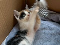 -宠颐生汉谟拉比宠物医院