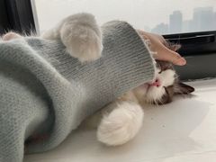 -猫腻·猫咖·撸猫馆(星光大道店)
