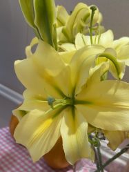 -北京俪婴妇产医院(朝阳大悦城店)