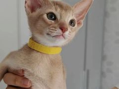-猫十亿·布偶金渐层·曼基康矮脚猫舍(青年路店)
