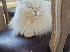 -猫小院猫主题餐厅(南锣旗舰店)