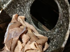 -哥老官重庆美蛙鱼头(虹口龙之梦店)