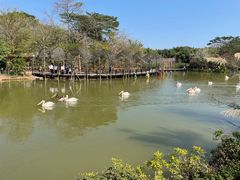 -大湾区中央湿地公园