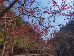 -鼓岭旅游度假区