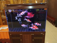 -邵年鸽(杨庄店)
