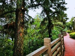 -铁山坪森林公园