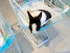 -怪兽屋·羊驼·猫咖·狗咖(俊华广场店)