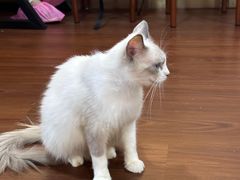 -楼上猫咖(罗湖店)