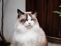 -喵屿·大理花园猫咖