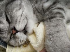-伟伟宠物医院·CT影像中心·瑞派犬猫综合性门诊(汉口总院)