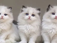 -lincat·猫舍(广州店)