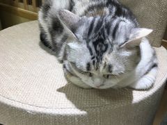 -猫和宫(六道口店)