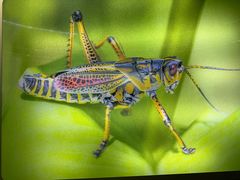 -上海昆虫博物馆