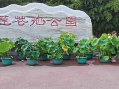 -莲花池公园