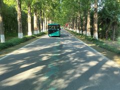 -黄海国家森林公园